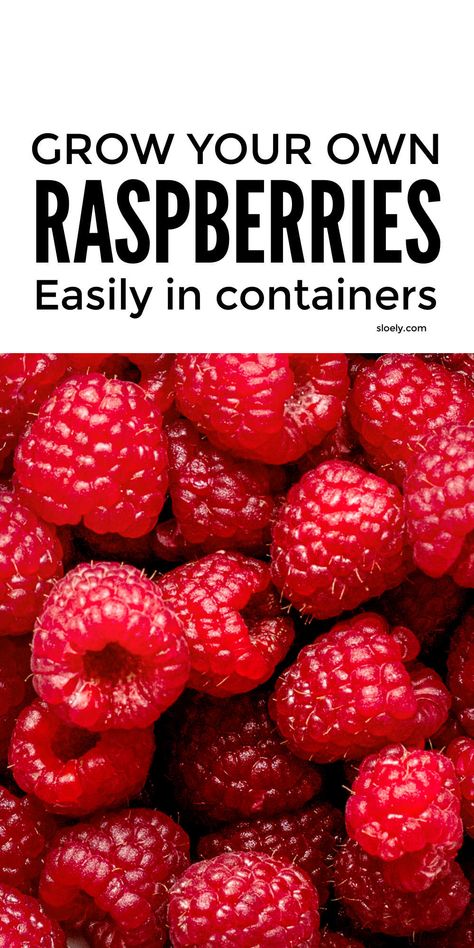 Learn how to grow raspberries easily in containers and pots as a beginner gardener. These simple tips for growing raspberries show you the best ways to grow raspberries in a small space even if you don't have fancy raised beds. You'll learn where to plant raspberries and how to trellis them for bumper grow your own raspberry harvests in your garden. #growraspberries #raspberrygrowing #growyourown #growingfruit #raspberries Raspberries How To Grow, Grow Raspberries Trellis, Raspberries In Garden, Berry Planter Ideas, Grow Raspberries From Seed, Raspberry Container Garden, Grow Raspberries In Pots, Grow Raspberries In Containers, Raspberries In Raised Beds