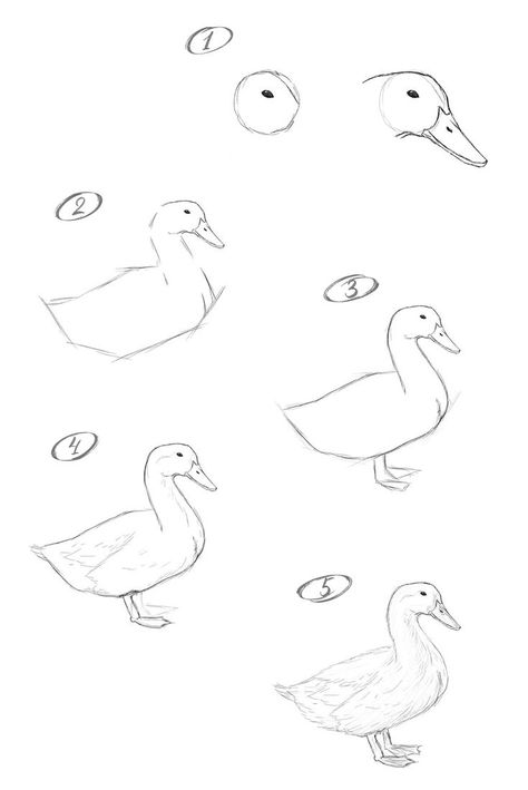 Duck Drawings Sketches, Duck Tutorial Drawing, Stuff To Draw Step By Step, How To Paint Ducks, Duck Sketch Pencil, Animals Step By Step Drawings, Bird Tutorial Drawing, Draw Duck Easy, How To Draw A Duck Easy