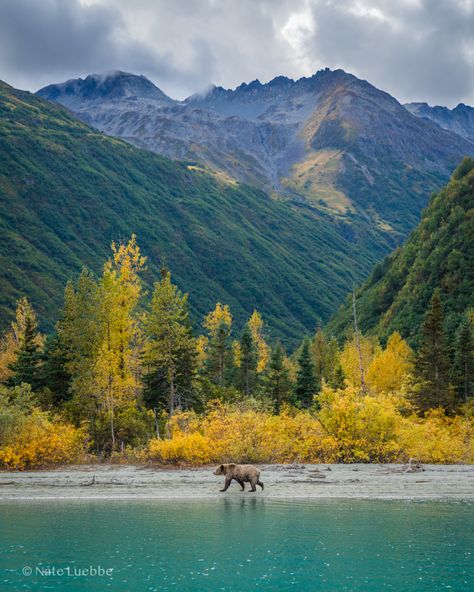 Photographing Brown Bears in Lake Clark National Park Yellowstone National Park, Nature, Backpacking, Alaska Cabin, Alaska Photography, Anchorage Alaska, National Parks Usa, Beautiful Places To Travel, Travel Usa