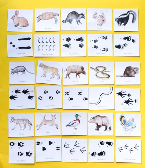 Animal Track game is a printable educational game that will teach kids how to match animals with their tracks and where to find them! #homeschool #printablegame #education Animal Tracks Printable Free, Printable Memory Game, Nature Games, Maternelle Grande Section, Printable Games For Kids, Memory Games For Kids, Animal Tracks, Animal Crafts For Kids, Memory Game