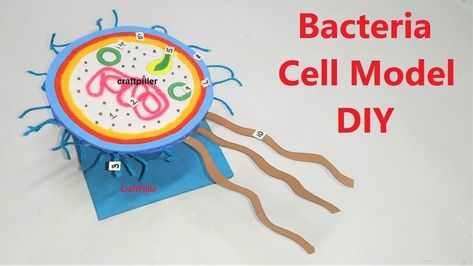 bacteria cell model Bacteria Cell Model, Bacteria Cell, Science Model, Cell Project, Science Exhibition, Cells Project, Science Models, Biology Science, Cell Model