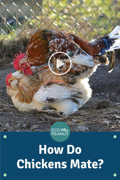 So, how do chickens and roosters mate? How often do chickens mate? …and, what on Earth is a cloacal kiss? #chickens #raisingchickens Brahma Chicken Colors, Buff Brahma Chicken, Brahma Rooster, Rare Chicken Breeds, Chickens Backyard Breeds, Brahma Chicken, Rooster Breeds, Chicken Coloring, Black Color Hairstyles