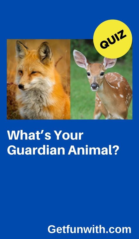 What Is Your Spirit Animal Quiz, Which Animal Are You Quiz, Cute Rare Animals, Which Animal Are You, What Animal Am I Quiz, Zodiac Signs As Animals, What Animal Am I, What Is My Spirit Animal, Spirit Animal Test