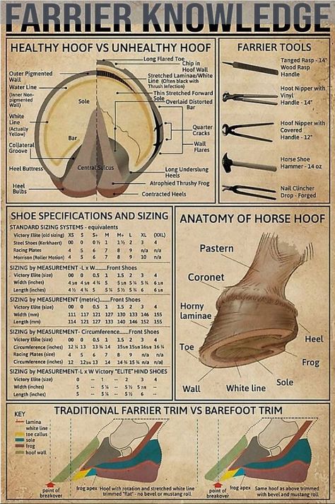 Horse Hoof Anatomy, Horse Tack Knowledge, New Zealand Hunting, Horse Main And Tail Ideas, Shoeing Horses, Horse Stall Ideas, Horses Anatomy, Horse Shoeing, Bd Design