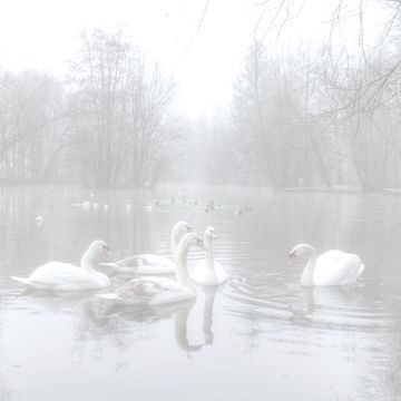 bored cover White + Core + Aesthetic, Dove Aesthetic, Angelic Aesthetic, Pale Aesthetic, White Goth, Angel Aesthetic, White Angel, White Swan, + Core + Aesthetic