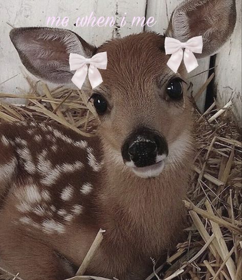 edited by me Deer Pretty Aesthetic, Deer Icon Aesthetic, Deer Girl Aesthetic, Deer Pfp, Doe Pretty, Deer Beauty, Deer Pretty, Coquette Animals, Deer Aesthetic