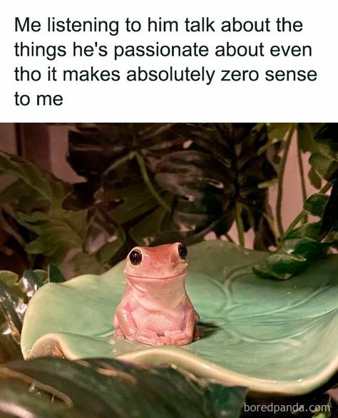 30 Hilarious Memes From This Facebook Page That Perfectly Sum Up Relationships Pink Frog, Funny Couples Memes, Couple Memes, Twitter Memes, Dibujos Cute, Funny Couples, Relationship Memes, Cute Frogs, Cute Memes