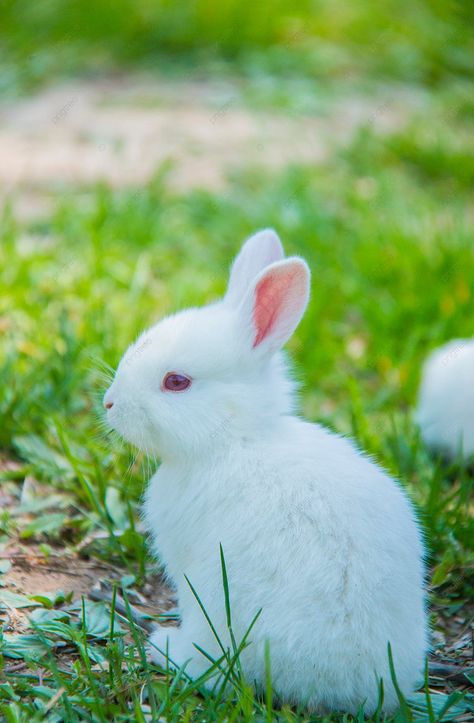 Small Animal Daytime Rabbit Outdoor Capture Photography Map With Pictures Background Animals Hd Photography, Cute Rabbit Photos, Cute Small Animals Pets, Rabbits Photography, What Can Rabbits Eat, Line Art Rabbit, Cute Animal Photography, Rabbit Line Art, Map With Pictures