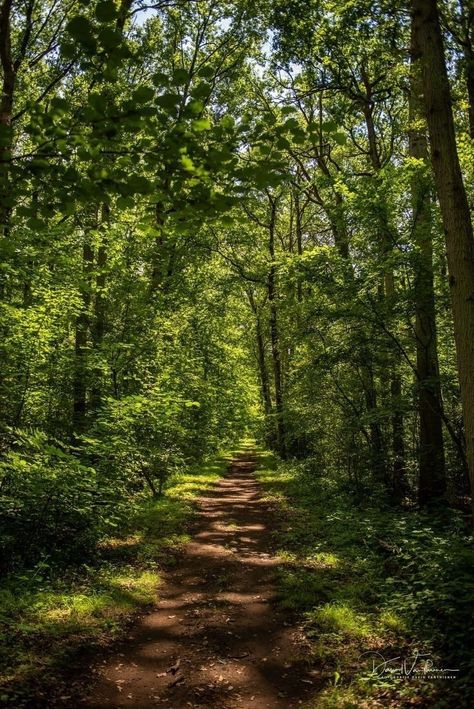 Walking In Forest Aesthetic, Woodlands Aesthetic, Korean Forest, Beautiful Forest Nature, The Woods, Dark Forest Aesthetic, Forest Scenery, Forest Background, Forest Photos