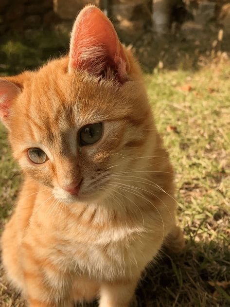 Every single week, we have a meeting such as this one. And in every single meeting, we attempt to find the most low-effort plan for world domination, because heckin' heck, but cats really are lazy sometimes. So we continue gathering here and being whipped for our murderbabies. And… actually, we love it. #cutecats #cats #catpics #cuteanimals #wholesomepictures Cat Cat, Cat Lover, Orange, T Shirt