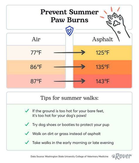 Murphy Lee, Dogs Crafts, Dog Paw Protection, Summer Safety Tips, Dog Temperature, Heat Safety, Protection Dogs, Crochet Instagram, Dog In Heat