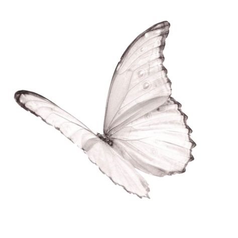 Texture Overlays, Overlay Texture, Butterfly Png, White Butterflies, Minimalist Icons, Png Aesthetic, Aesthetic White, Butterflies Flying, Icon Png