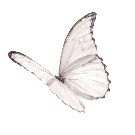 Texture Overlays, Overlay Texture, Butterfly Png, White Butterflies, Minimalist Icons, Png Aesthetic, Aesthetic White, Icon Png, Png Icons