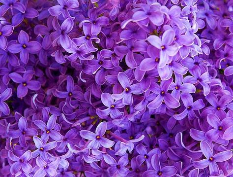 Deep purple lilacs. No idea who's work this is, I'd love to know. Lavender Flower Aesthetic, Theme Rp Soft Purple, Aesthetic Dp, Flowers Lavender, Violet Aesthetic, Purple Flowers Wallpaper, Purple Vibe, Lavender Aesthetic, Lavender Flower