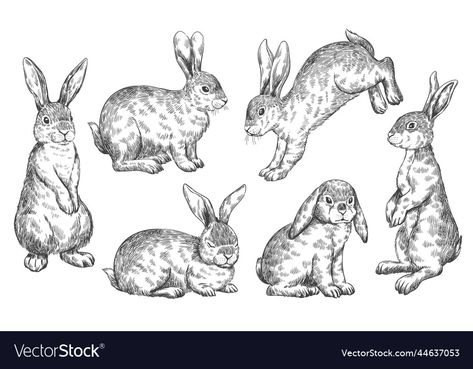 Bunny Sketch, Hare Animal, Bunnies Cute, Wild Bunny, Bunny Sketches, Spring Drawing, Easter Rabbits, Line Doodles, Rabbit Vector