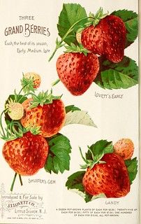 Strawberry Seed Packet, Garden Strawberry, Strawberry Seed, Strawberry Garden, Cocoppa Wallpaper, Scrapbooking Paper Crafts, Strawberry Fruit, Ornamental Trees, Instant Art