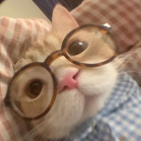 Cat With Glasses, Funny Looking Cats, Ninja Cats, Cat Glasses, Silly Cats Pictures, Cute Cats Photos, Cat Icon, Silly Animals, Cat Owner