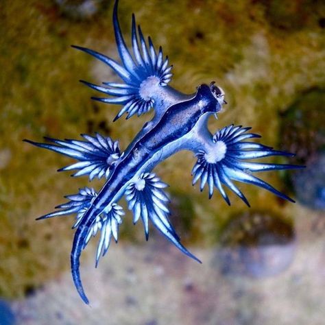 Deep Sea Creatures, Blue Sea Slug, Glaucus Atlanticus, Creature Marine, Dragon Fish, Cnidaria, Sea Slug, Sea Dragon, Most Beautiful Animals