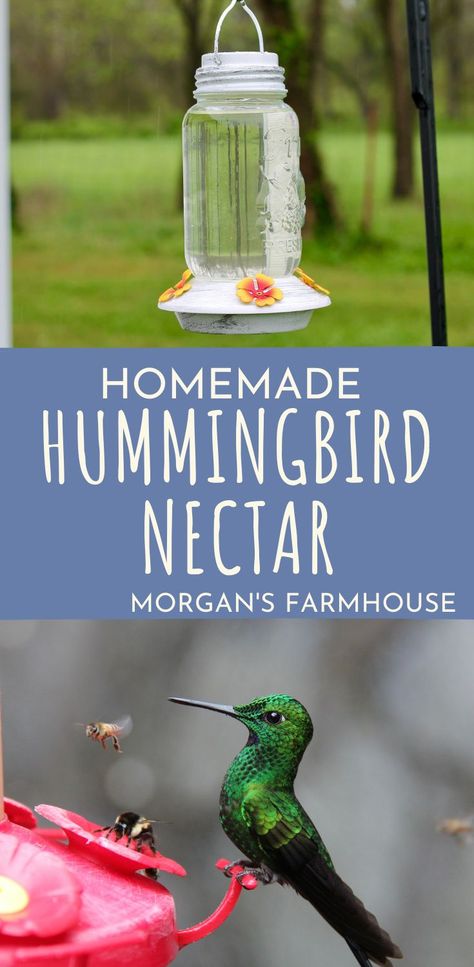 Hummingbird Recipe Nectar, Nectar For Hummingbird Feeder, Nature, Easy Hummingbird Food, How To Make Hummingbird Food Recipes, Hummingbird Food Recipe No Boil, Diy Hummingbird Nectar, Home Made Hummingbird Nectar, Diy Hummingbird Food Recipes