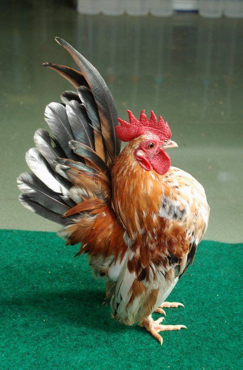 Serama Tiny Chickens | http://4.bp.blogspot.com/_CcFHoDbUgwo/TSMH5R_a2PI/AAAAAAAABkQ ... Cairn Terrier, Serama Rooster, Sultan Chicken, Serama Chicken, Mebel Antik, Poultry Breeds, Bantam Chickens, Chicken Pictures, Fancy Chickens