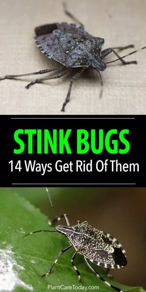 [14 WAYS] How To Get Rid Of Stink Bugs In The Garden Stink Bug, Bug Spray Recipe, Kill Bugs, Kill Ants, Stink Bugs, Bug Killer, Bug Control, Garden Pest Control, Bug Spray