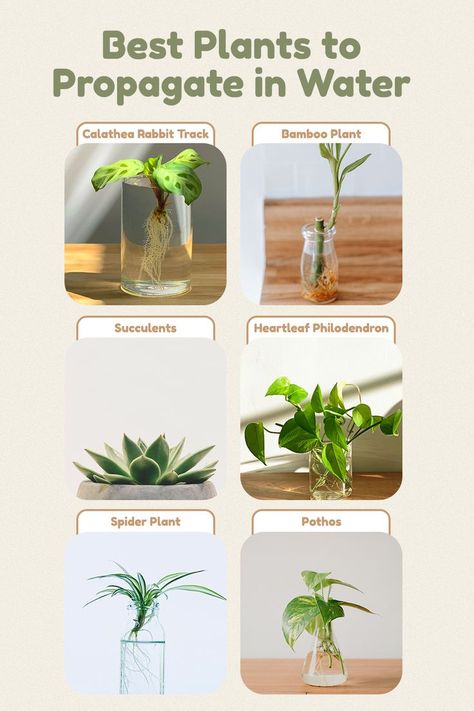 Low Water Plants Indoor, Arrowhead Plant In Water, Propagate Plants In Water, Pothos Water Propagation, Snake Plant Propagation Water, Spider Plant Propagation Water, How To Propagate Spider Plant, Propagating Pothos In Water, How To Propagate Peace Lily