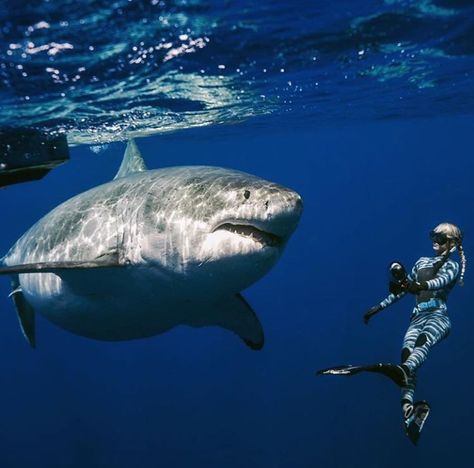 @juansharks @oceanRamsey - deepblue - deep blue - greatwhite - whiteshark - shark - requin blanc - ocean - predator - nature - sharkdiving Deep Blue Shark, Ocean Ramsey, Largest Great White Shark, Cool Sharks, Shark Facts, Shark Photos, Shark Pictures, Shark Bait, Shark Fishing