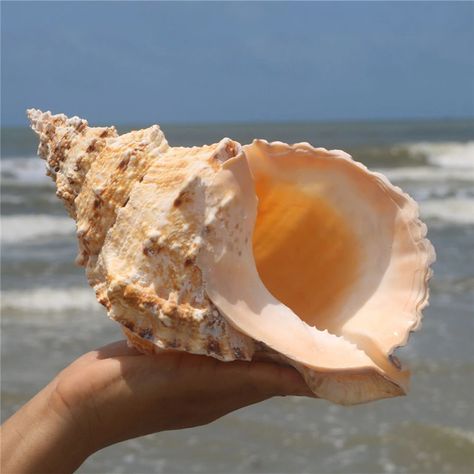 Natural Shell Sea Decoration | Big Sea Shell Conch Natural | Sea Shell Home Decor - 1pcs - Aliexpress Mediterranean Style Decor, Turtle Aquarium, Hermit Crab Shells, Outdoor Table Decor, Crab Shells, Aquarium Landscape, Mediterranean Style Home, Big Sea, Aquarium Accessories