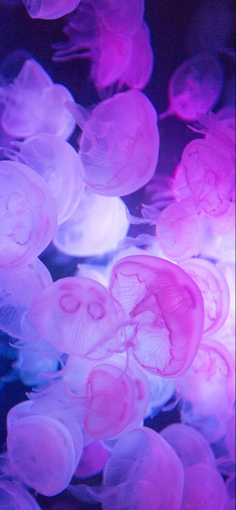 Dumbo Octopus Aesthetic, Pink Jelly Wallpaper, Pretty Jellyfish, Colorful Jellyfish, Jelly Wallpaper, Jellyfish Art, Perfect Selfie, Beautiful Sea Creatures, Wallpaper Pastel