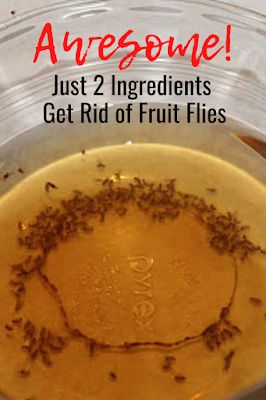 Fruit Fly Trap Apple Cider Vinegar, Killing Fruit Flies, Kill Fruit Flies, Homemade Fruit Fly Trap, Fruit Fly Killer, Fruit Flies In House, Fruit Wash, Apple Cidar Vinegar, Fruit Fly Trap Diy