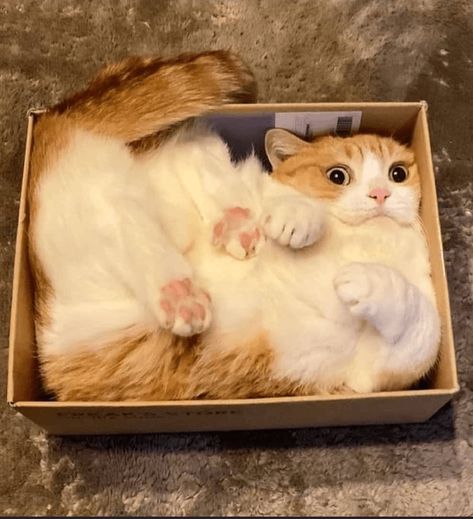 Cat Box, Silly Animals, Cat Aesthetic, Funny Cute Cats, Silly Cats, Cute Creatures, Pretty Cats, Cute Little Animals, 귀여운 동물