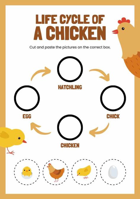 Life Cycle of A Chicken English Animal Worksheet Montessori, Life Cycle Of Animals Worksheet, Chicken Life Cycle Worksheet, Frog Life Cycle Activities Preschool, Life Cycle Of A Chicken Preschool, Preschool Life Cycle Activities, Life Cycle Of Chicken, Life Cycle Of Animals, Bird Life Cycle