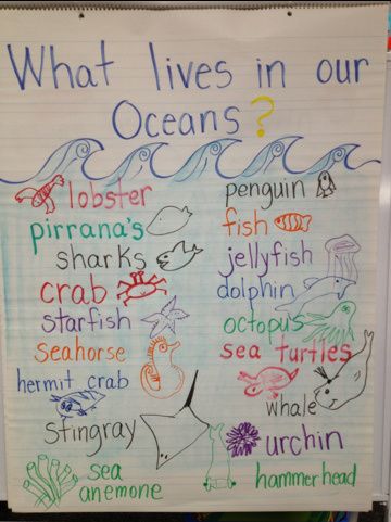 What lives in our oceans?  Chart Ocean Social Studies Preschool, Ocean Theme Preschool Activities Gross Motor, Ocean Animals Anchor Chart, Ocean Reggio Emilia, Ocean Block Center Preschool, Interactive Learning Activities Kids, Beach Themed Classroom Activities, Ocean Anchor Chart Preschool, Sea Creatures Preschool Activities