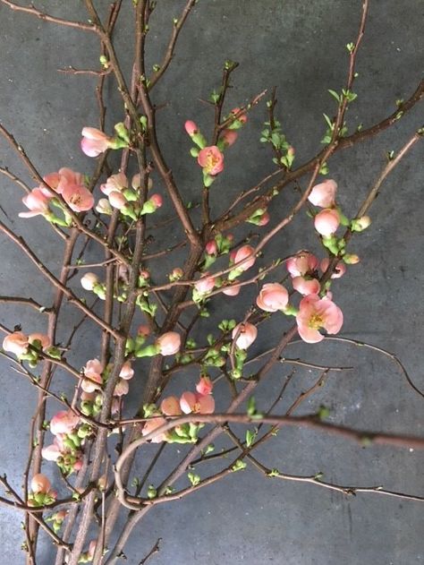 Quince Blossom - Peachy colour Bonsai, Quince Branches, Quince Blossom, Pink Quince, Flowering Quince, Indian Hills, Spring Flower, Quince, Spring Flowers