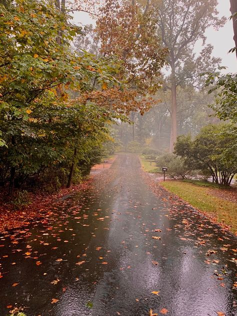 Nature, Autumn Aesthetic Rainy Days, Autumn At Night, Chilly Weather Aesthetic, Autumn Woods Aesthetic, Rainy Fall Day Autumn Rain, Aesthetic Photos To Take In The Rain, Autumn Aesthetic Rain, Fall Aesthetic Rain