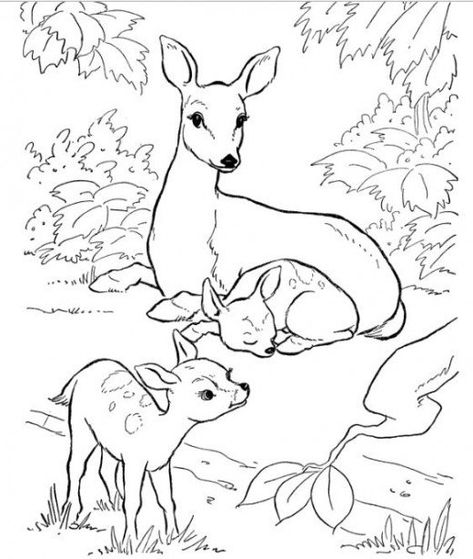 A country backyard is a wonderful place with animals and nature to enjoy. The animals and nature coloring books are wonderful activity books for kids. Free coloring pages of wild animals and photos. Forest Animals Coloring Pages, Deer Coloring Pages, Forest Coloring Pages, Backyard Animals, Family Coloring Pages, Farm Animal Coloring Pages, Deer Pictures, صفحات التلوين, Family Coloring
