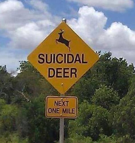 27 Road Signs That Make Zero Sense to Regular Folks - Wtf Gallery Funny Signs, Funny Road Signs, Deer Signs, Funny P, Funny Meme Pictures, Traffic Signs, Road Signs, Street Signs, Bones Funny