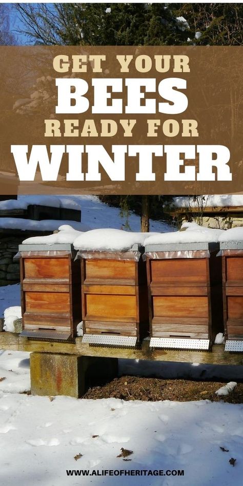 How To Raise Bees, How To Raise Bees For Honey, Raising Honey Bees, Raising Honey Bees Beekeeping, How To Start A Bee Hive Beekeeping For Beginners, Bee Keeping For Beginners Backyards, Raising Bees For Beginners, Bee Keeping For Beginners, Honey Bee Keeping