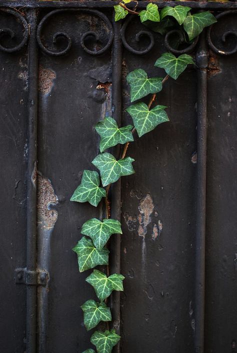 Robins, Natural Garland, Hedera Helix, English Ivy, Ivy Plants, Green Ivy, Bougainvillea, Secret Garden, Beautiful Gardens