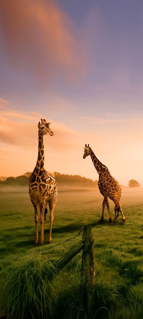 Vivo X50 Pro Wallpaper Giraffes, Vivo Wallpaper Hd Cute, Vivo Wallpaper, Vivo X80 Pro, Prehistoric Wildlife, Animals Pictures, Animal Sketches, Amazing Animals, Note 8