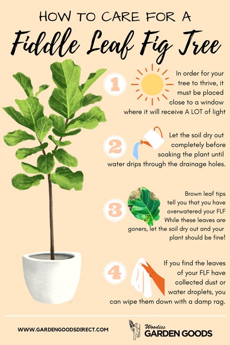 Fiddle Leaf Figs are one of the trendiest plants right now, but they can be a little testy. Here are a few easy steps to set you up for success when taking care of one of these adorable trees. Don't have a Fiddle Leaf Fig yet? Don't worry! Get yours delivered right to your door with Garden Goods Direct! Fiddle Leaf Fig Indoor Styling, How To Care For Fiddle Leaf Plant, Rattle Snake Plant Care, How To Care For A Fiddle Leaf Tree, Fiddle Leaf Tree Propagation, Fiddle Leaf Plant Care, Fiddle Leaf Fig Tree Care, In Door Plants Houseplant, How To Propagate Fiddle Leaf Fig