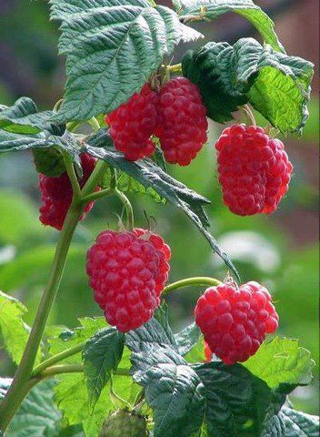 #Lamponi #Raspberries Raspberries Photography, Raspberries Aesthetic, Rubus Idaeus, Types Of Berries, Raspberry Fruit, Fruits Images, Fruit Photography, Beautiful Fruits, Fruit Plants