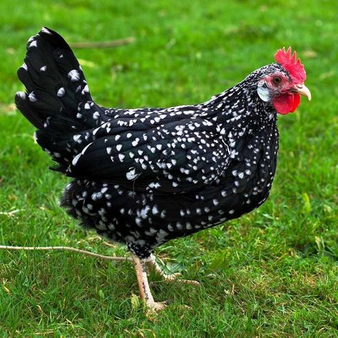 Ancona chicken breed Ancona Chicken, White Chicken Breeds, Small Chicken Breeds, Bantam Breeds, Mini Backyard, Sussex Chicken, Bantam Chicken Breeds, Chicken Bucket, Duck Breeds