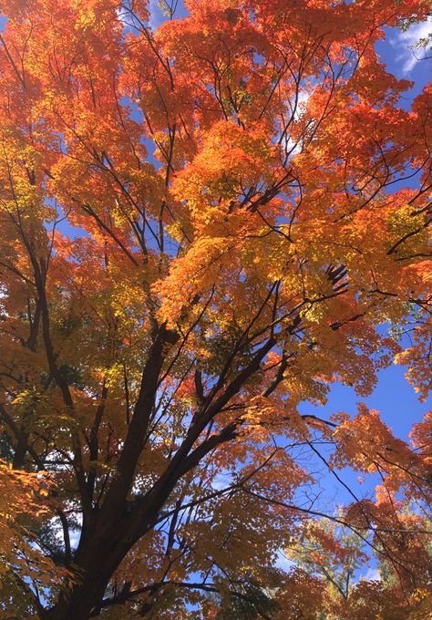 #autumn #autumnvibes #fall #fallvibes #leaves #spooky #spookyseason #autumncolors #autumnnails #autumnaesthetic #aesthetic #leaf #autumn #fallfashion #autumnmood #falldecor #vibes #trees #forest #leaf #orange #sky Nature, Bright Autumn Aesthetic, Bright Fall Aesthetic, Autumn Leaf Aesthetic, Light Autumn Aesthetic, Maple Leaf Wallpaper, Romanticizing Autumn, Autumn Leaves Aesthetic, Fall Leaves Aesthetic