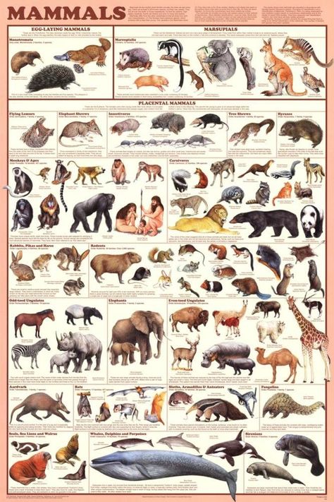 Amphibians, Nature, Mammals Activities, Science Chart, Tiger Poster, Bird Poster, Animal Education, Education Poster, Animal Posters