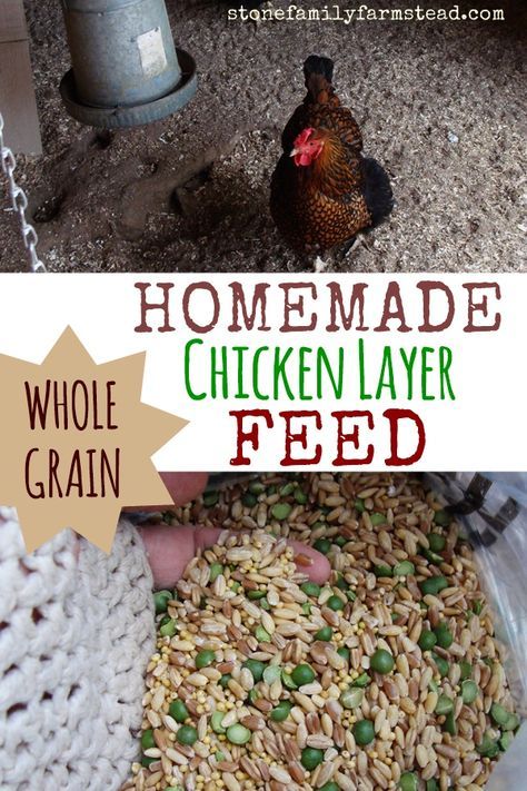 Homemade Chicken Layer Feed Chicken Feed Recipe, Chicken Layer Feed, Layer Feed, Urban Chicken Farming, Chicken Barn, Portable Chicken Coop, Chicken Feeders, Backyard Chicken Farming, Urban Chickens