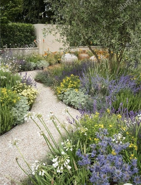 Garden Design Gravel, Cottage Garden Design Australian, Boulder Border Landscaping, New York Garden Ideas, Beach Home Landscaping Ideas, Australian Cottage Garden, Olive Tree Landscaping, Olive Tree In Garden, Garden Olive Tree