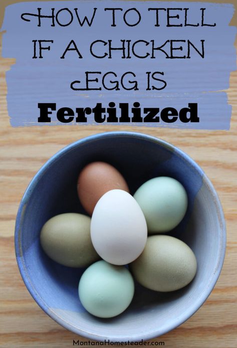 How to Tell if a Chicken Egg is Fertilized Chicken Egg Incubation, Hatching Chicks Incubator, How To Tell If An Egg Is Fertilized, How To Hatch Chicken Eggs At Home, How To Incubate Chicken Eggs, Incubating Chicken Eggs At Home, Chicken Egg Production, Candling Chicken Eggs, Chicken Fertilizer