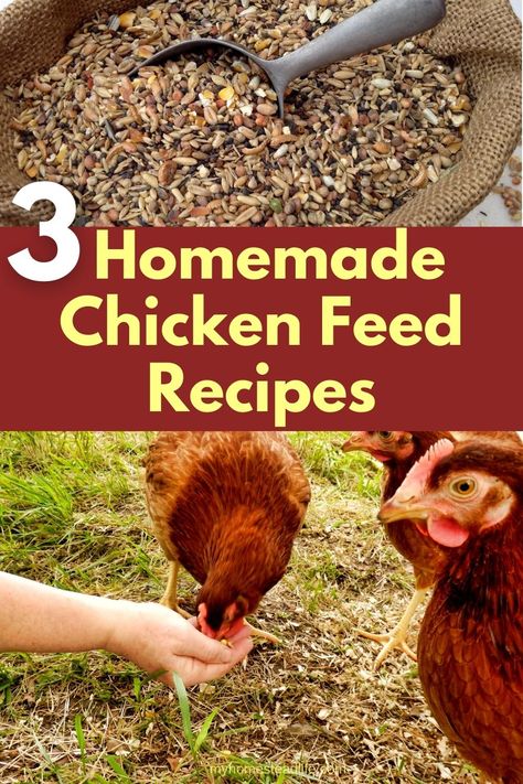 3 Amazing Homemade Chicken Feed Recipes  - My Homestead Life Farm Fresh Chicken Recipes, Chicken Feed Recipe Diy, Homemade Chicken And Duck Feed, Home Made Chicken Food, Foods To Grow For Chickens, What To Add To Chicken Feed, Diy Chicken Food Recipes, Chicken Feed Diy Homemade, Chicken Treat Recipes