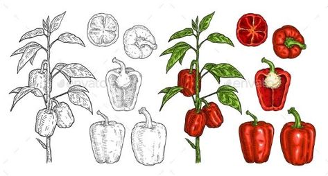 Branch of Sweet Bell Peppers Plant with Leaf Design Posters, Pepper Plant Drawing, Bell Pepper Plant, Posters Kpop, Pepper Plant, Sweet Bell Peppers, Pepper Plants, Plant Drawing, Hand Drawn Illustration